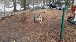 Dog Training Fenced in Area