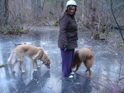 Dog Training for Winter Adventures